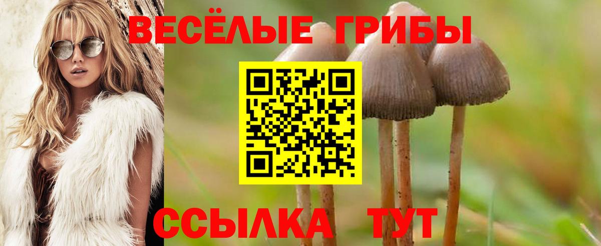 Псилоцибиновые грибы GOLDEN TEACHER  купить наркотики цена  Туапсе  Вход с VPN  Галлюциногенные грибы прущие грибы 